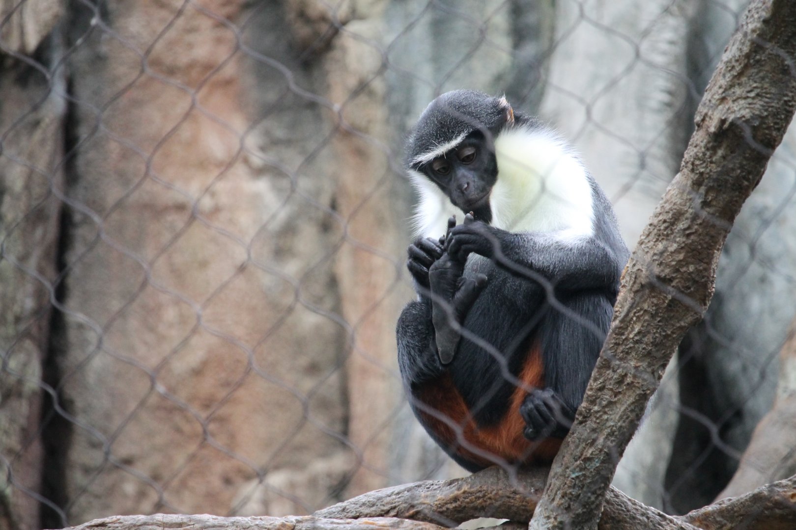 Diana monkey inspecting its feet
