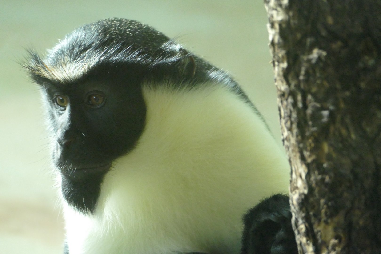 Diana monkey, November 2020