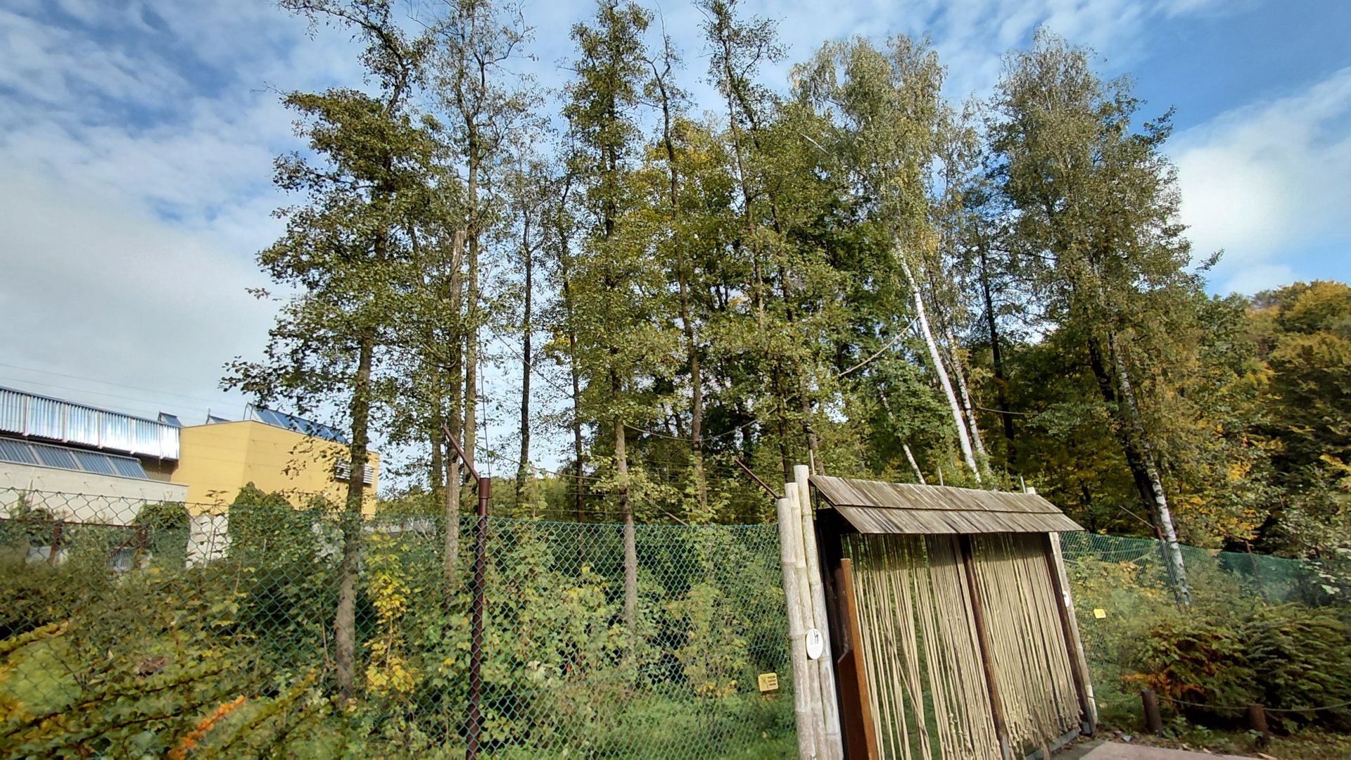 Diana monkey outdoor exhibit