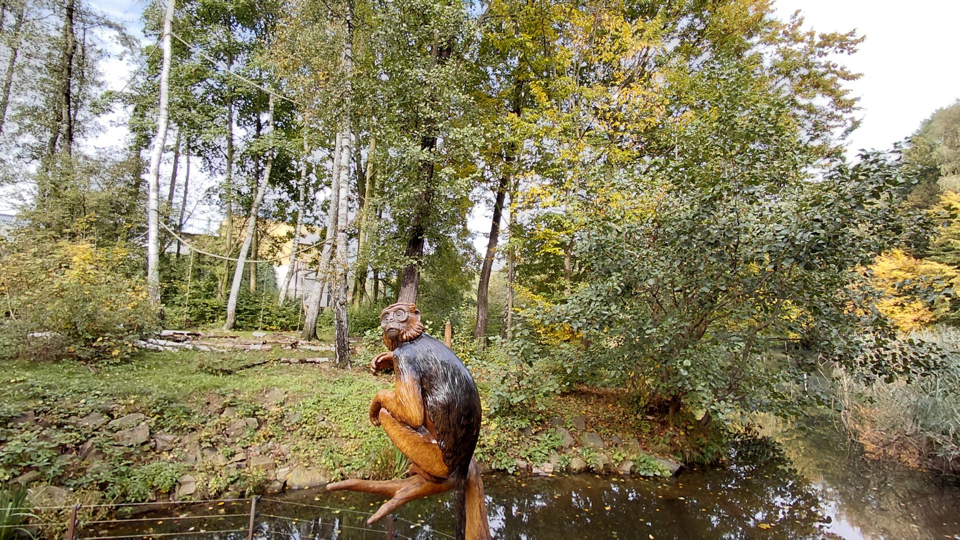 Diana monkey outdoor exhibit
