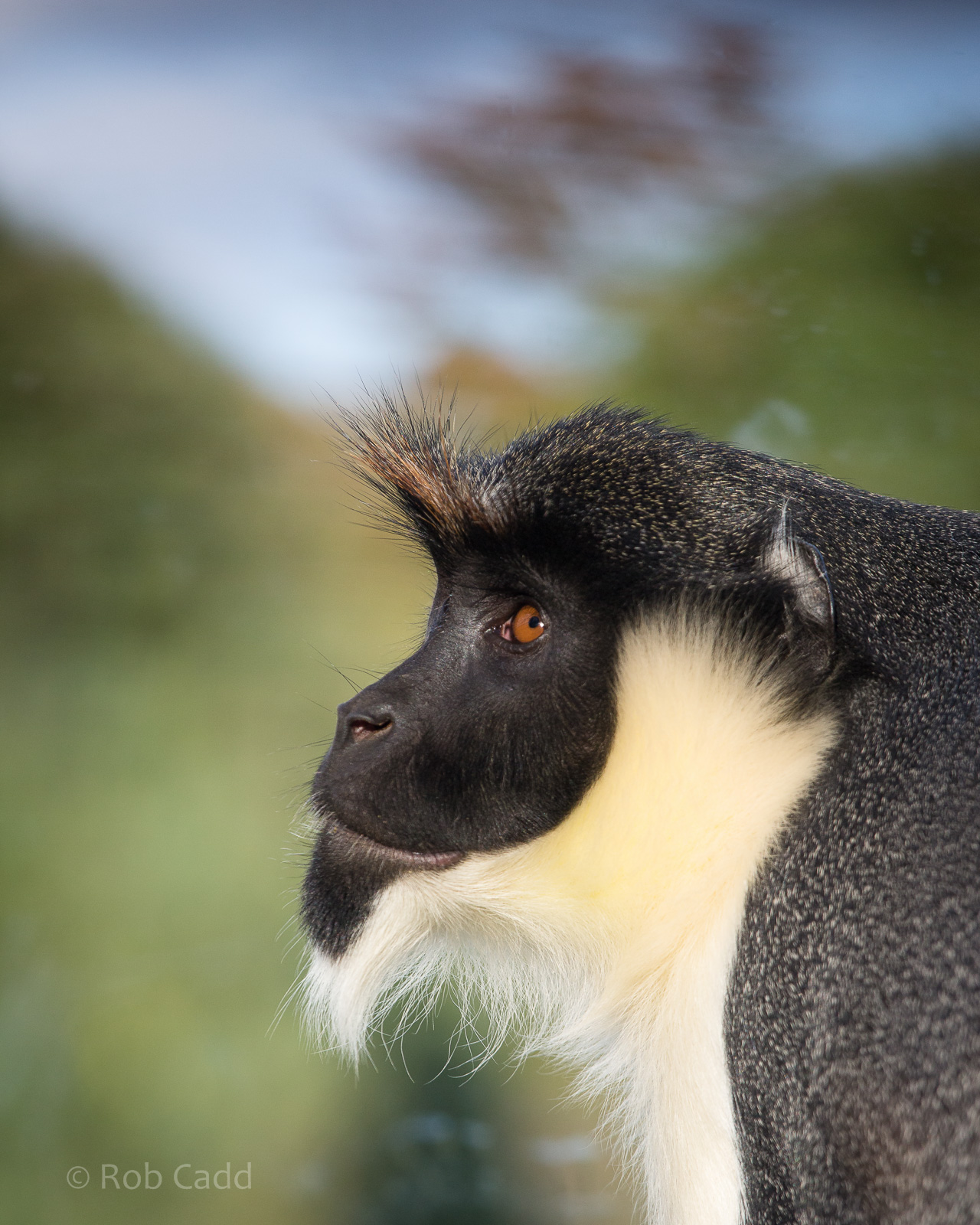 Diana monkey : Twycross : 03 Oct 2014