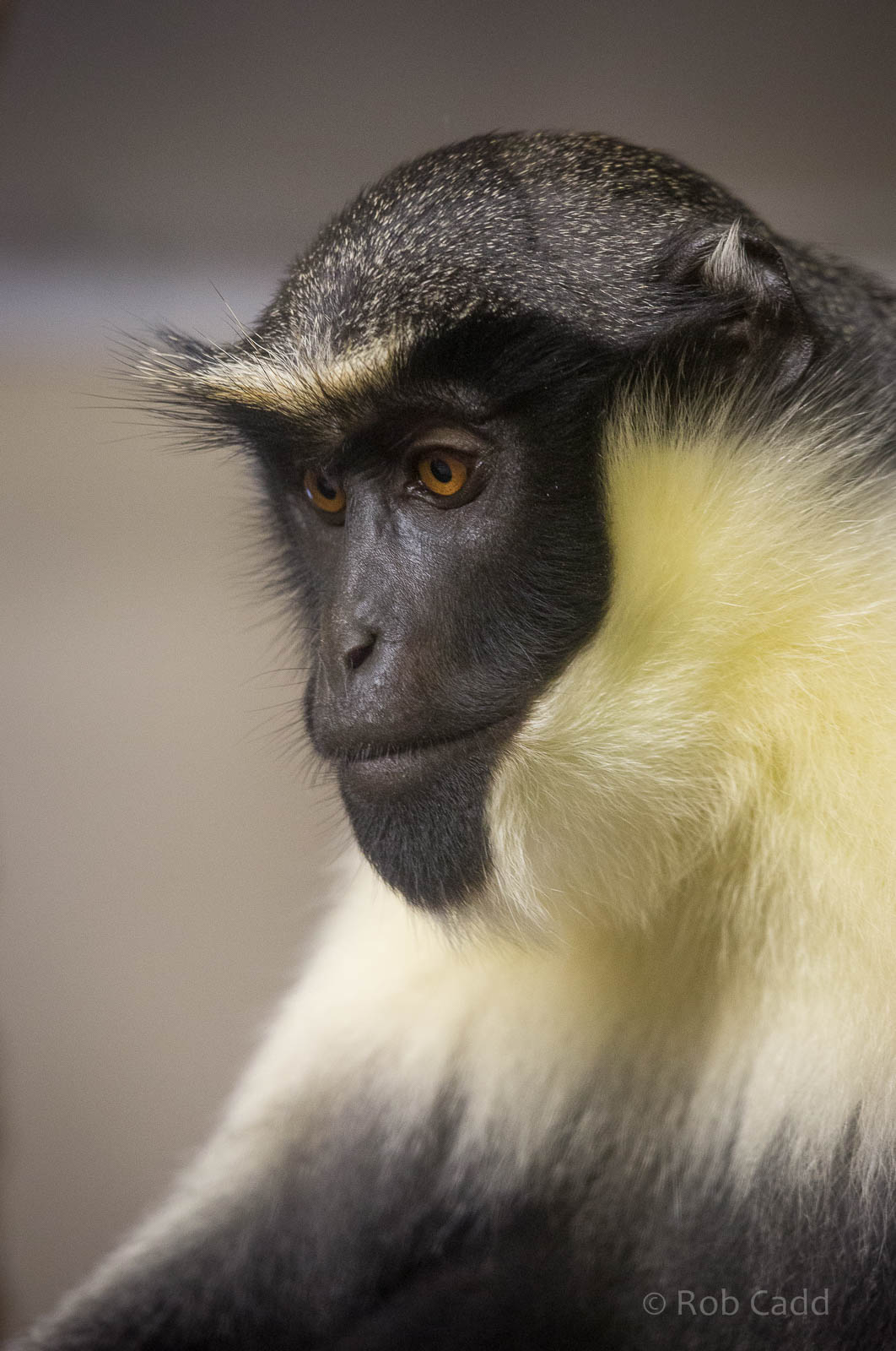 Diana monkey : Twycross : 19 Sep 2014