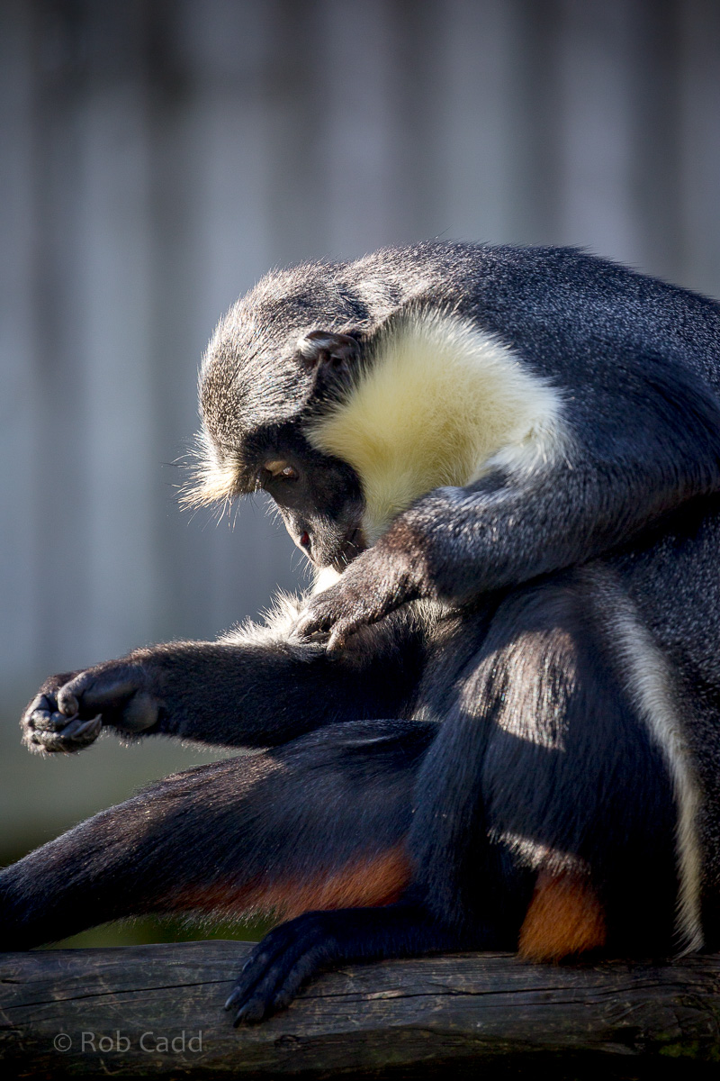 Diana monkey : Twycross : 22 Oct 2015