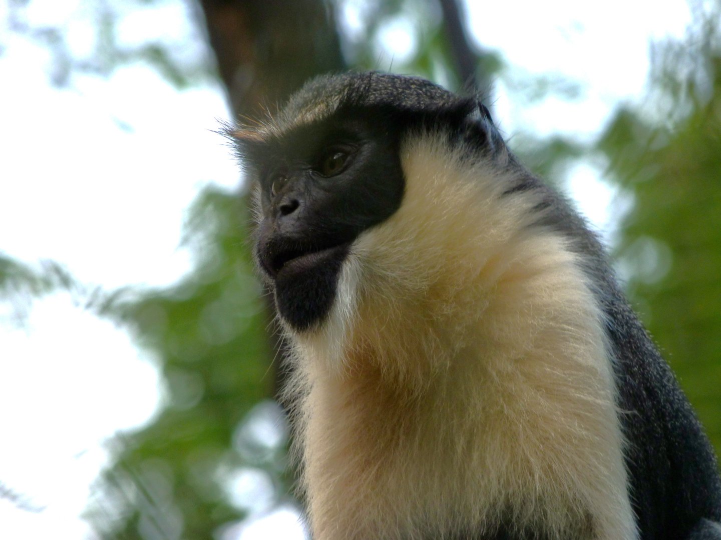 Diana monkey -ZooParc de Beauval (2025)