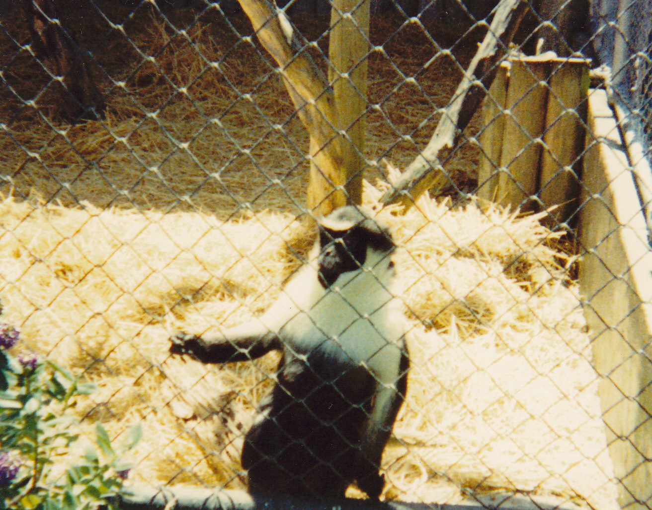 Diana monkey
