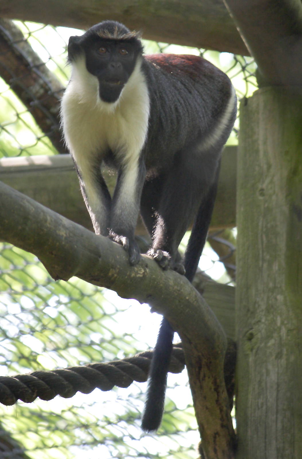 Diana monkey
