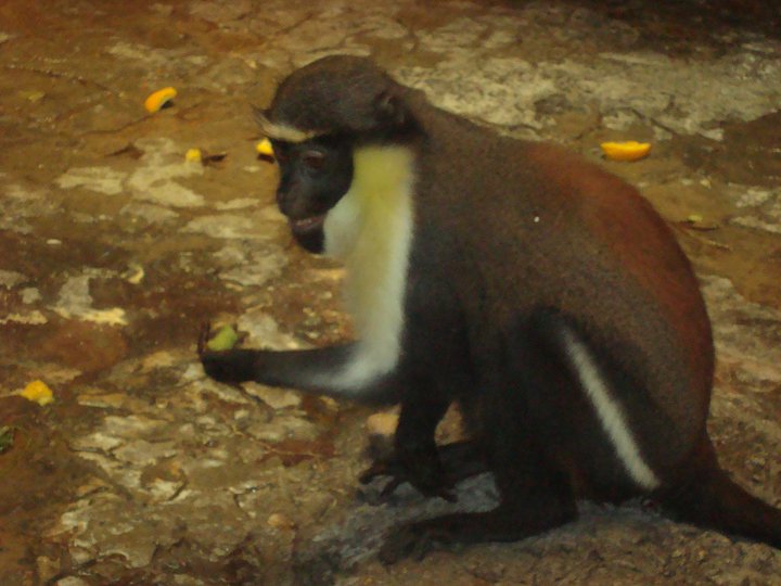 Diana Monkey