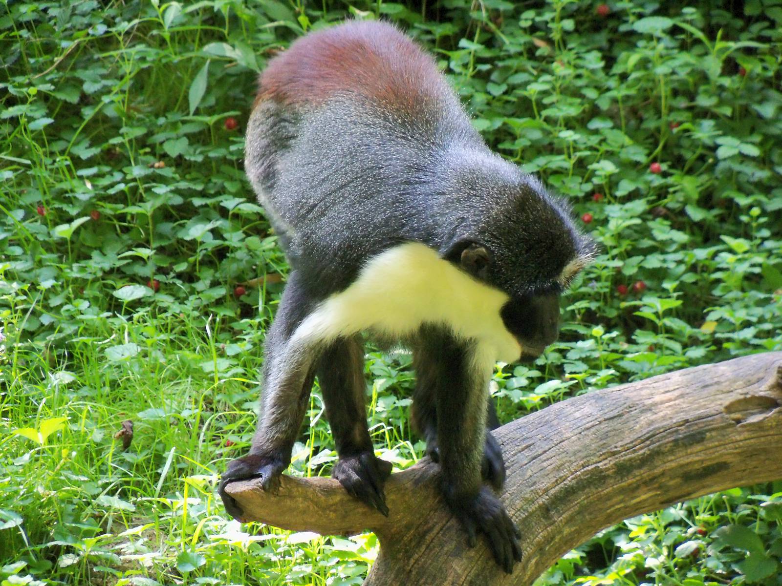 Diana Monkey