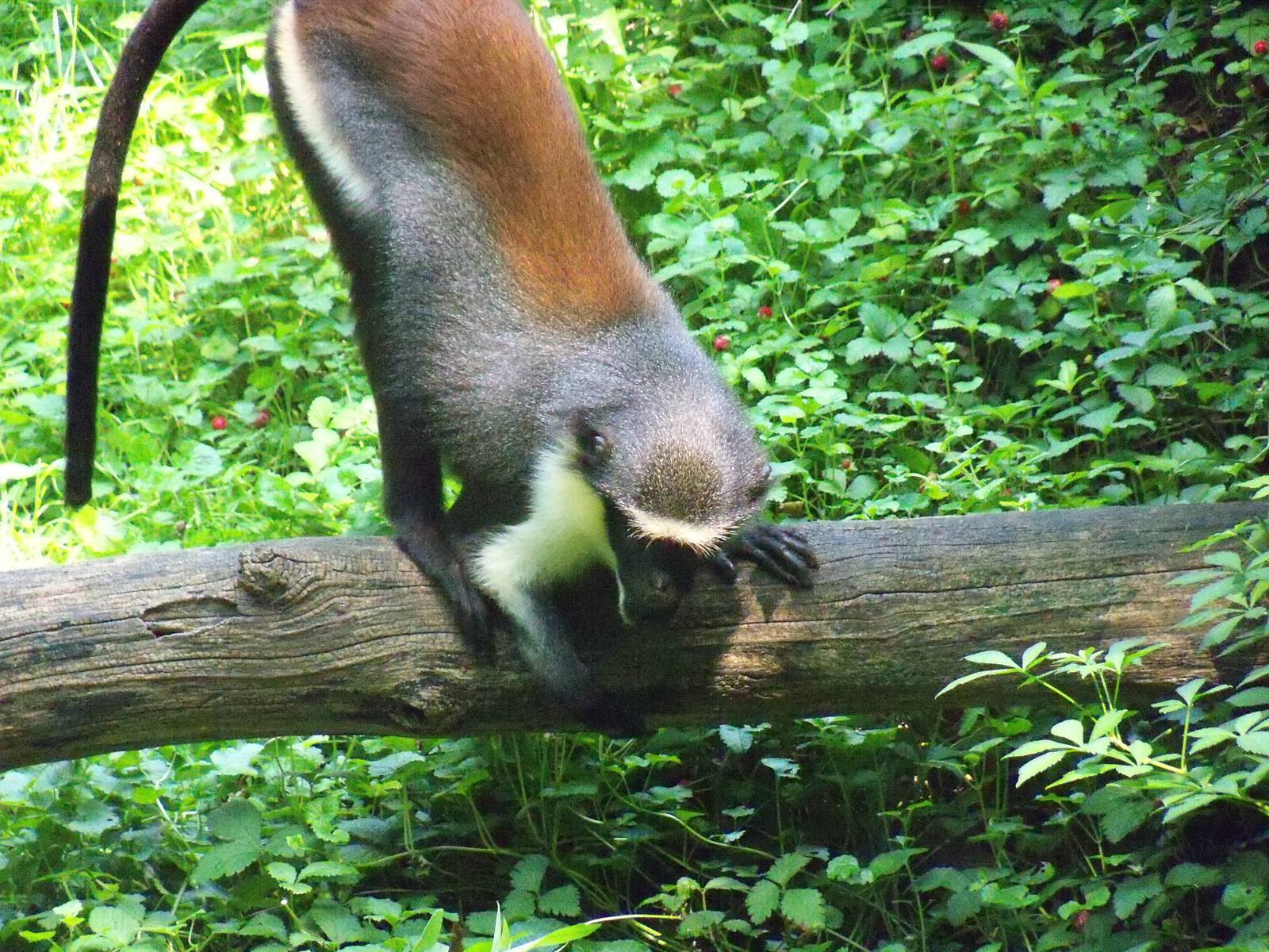 Diana Monkey