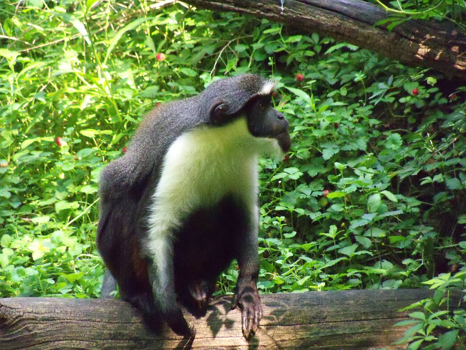 Diana Monkey