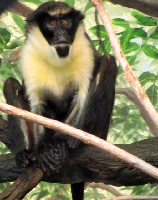 Diana Monkey