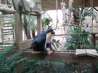 Diana Monkey
