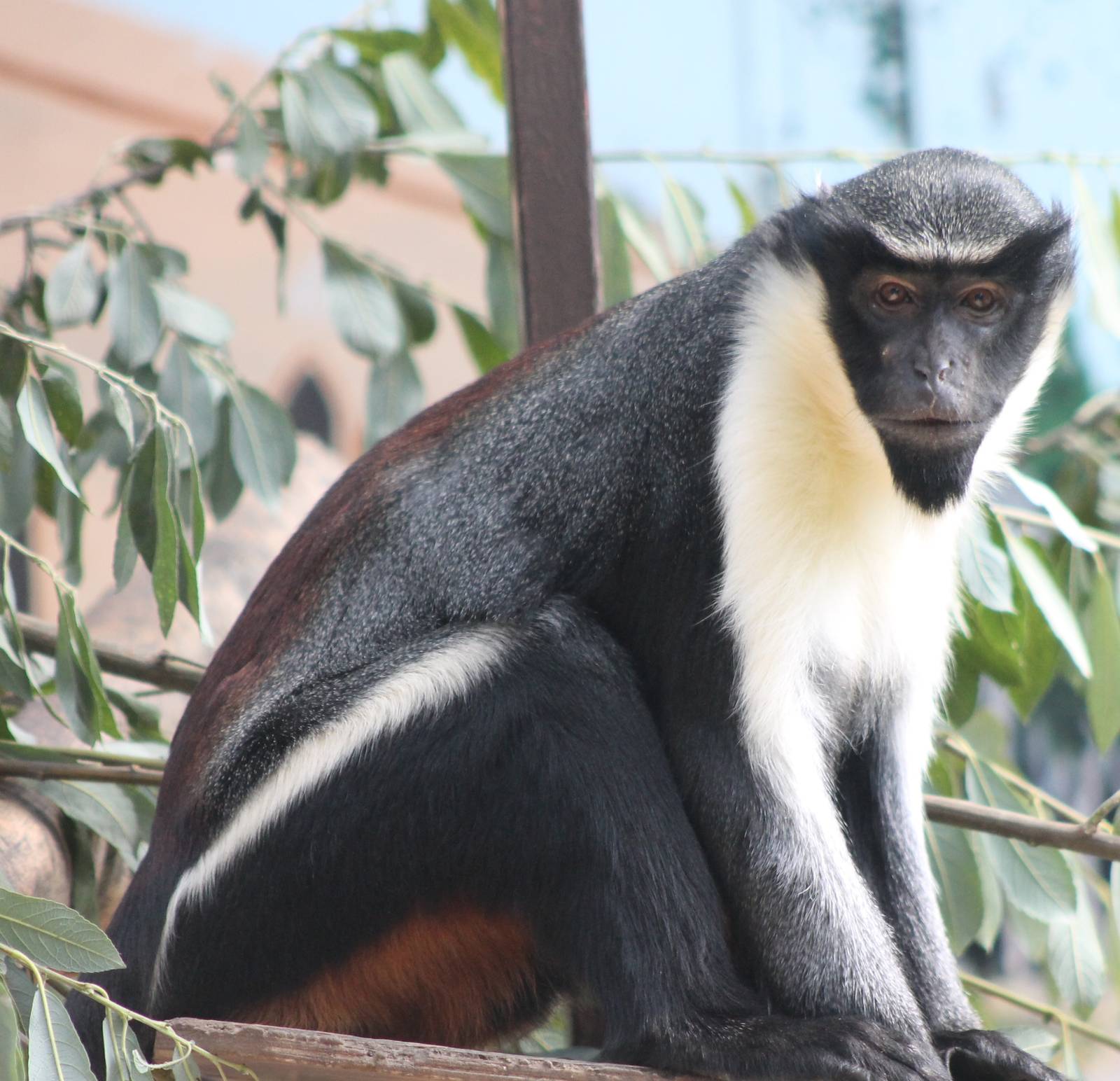 Diana monkey