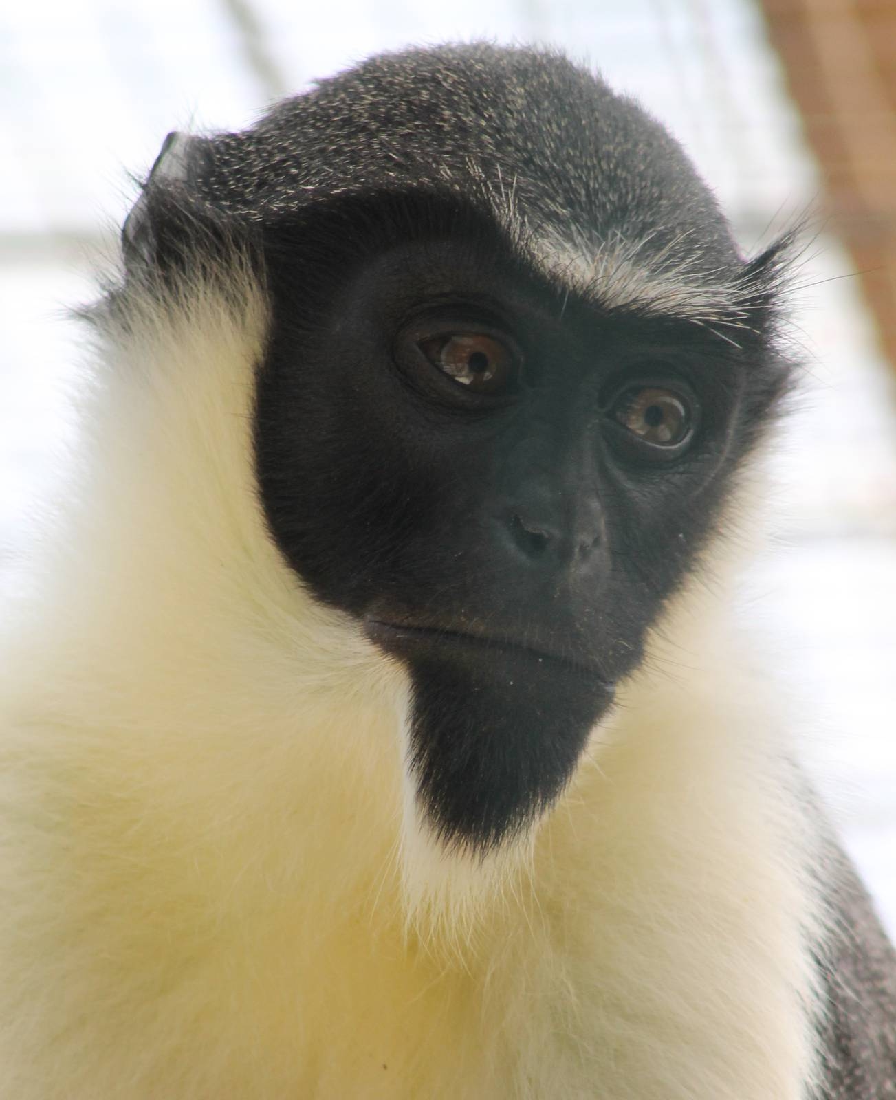 Diana monkey