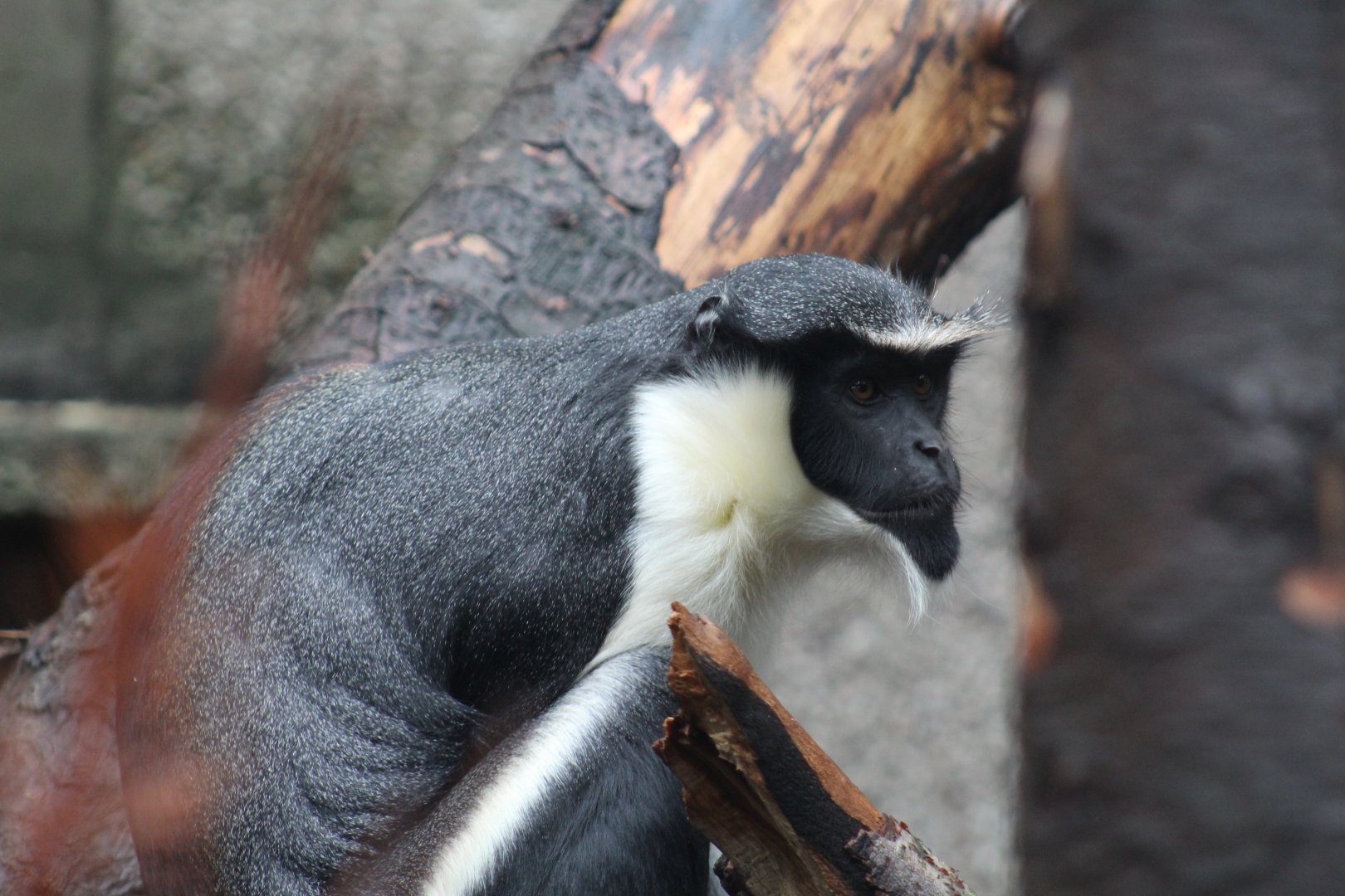 Diana Monkey