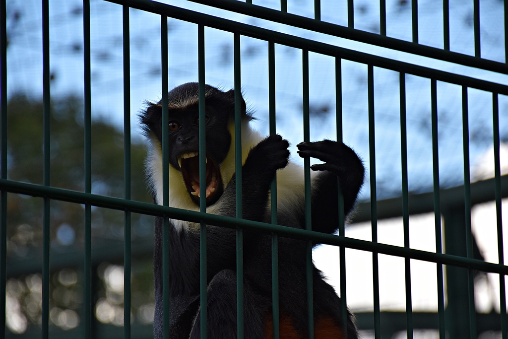 Diana monkey