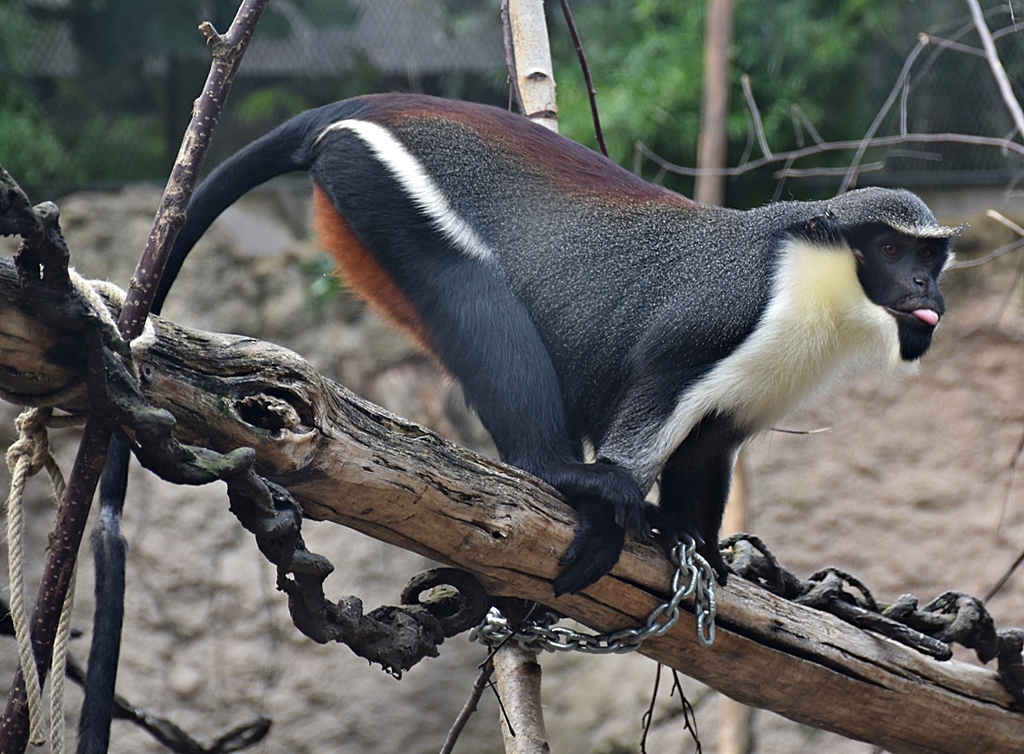Diana monkey