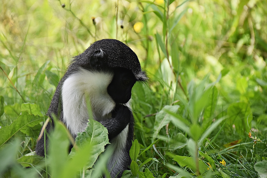 Diana monkey