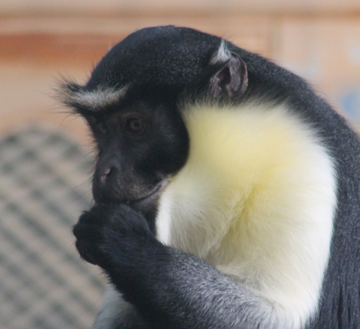 Diana monkey