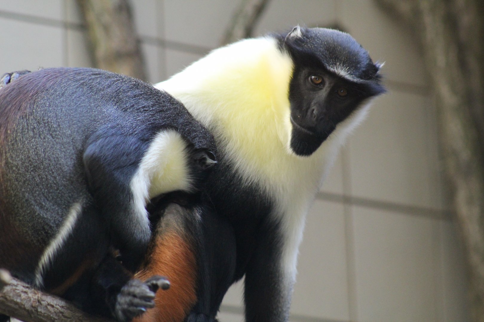 Diana Monkey