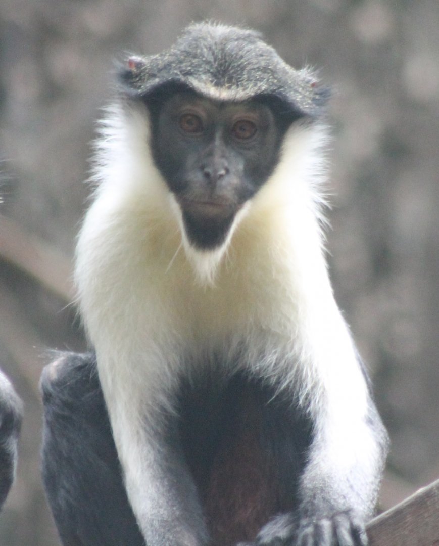 Diana monkey