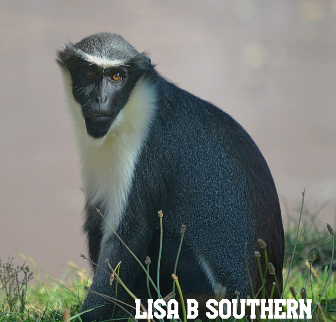 Diana Monkey