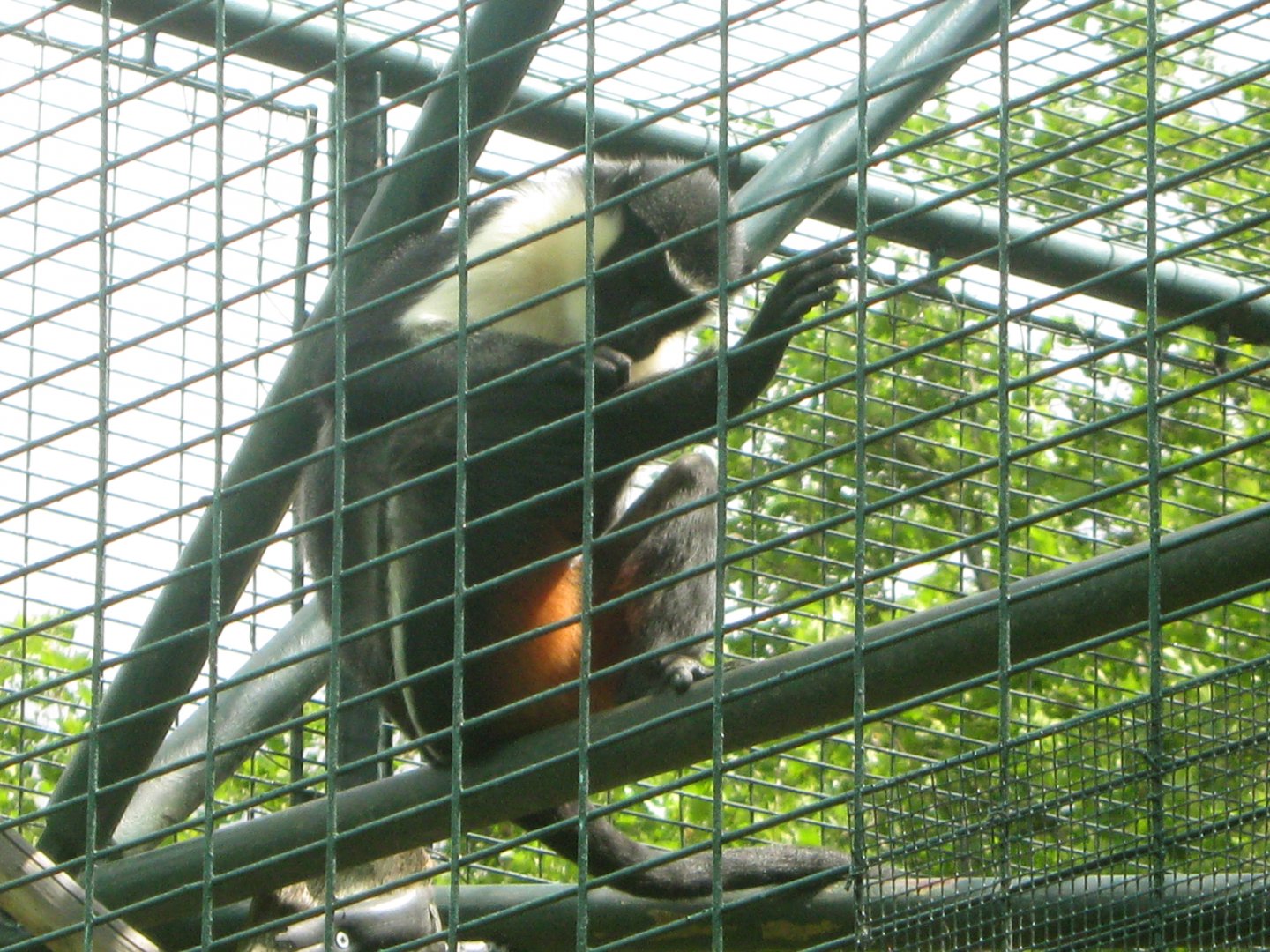Diana Monkey