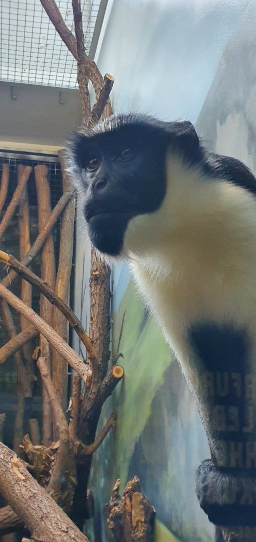 Diana monkey