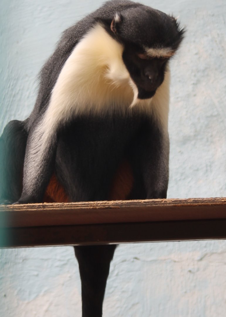 Diana monkey
