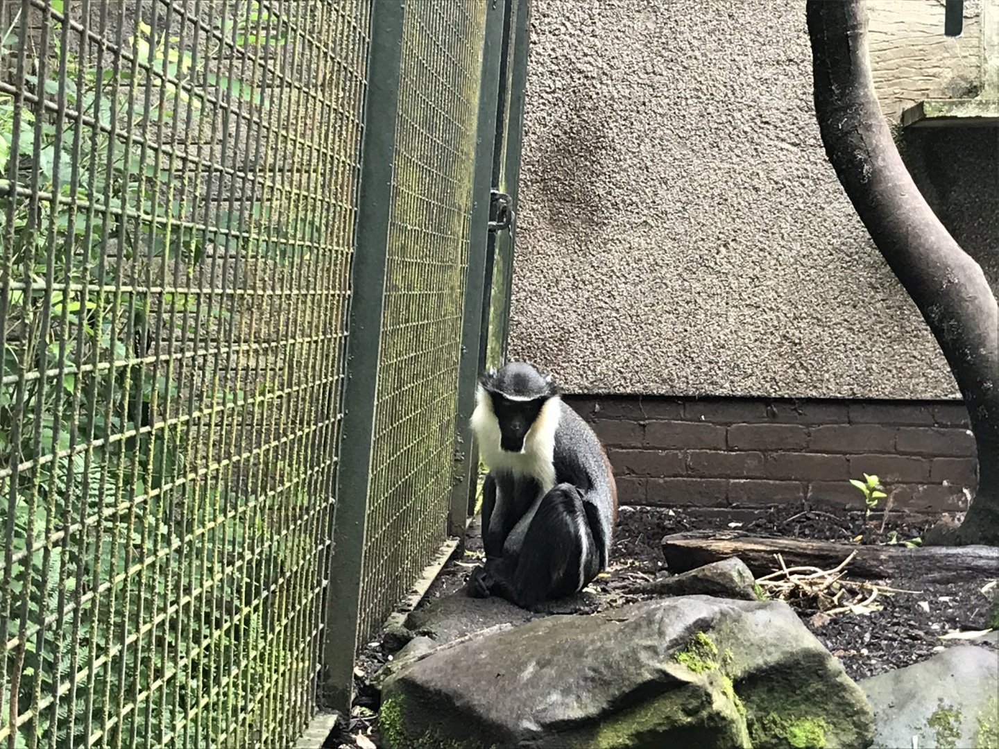 Diana monkey