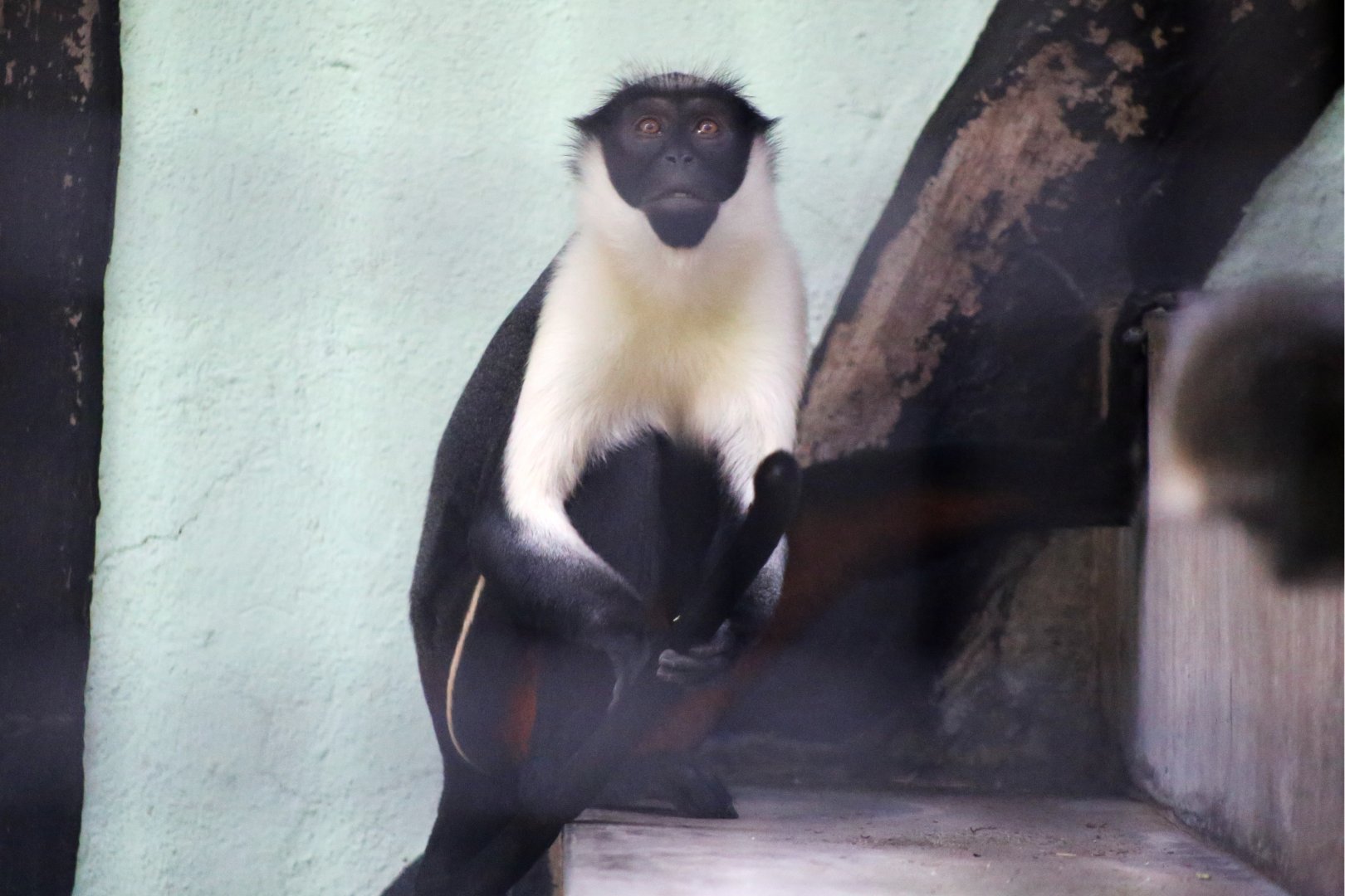 Diana Monkey