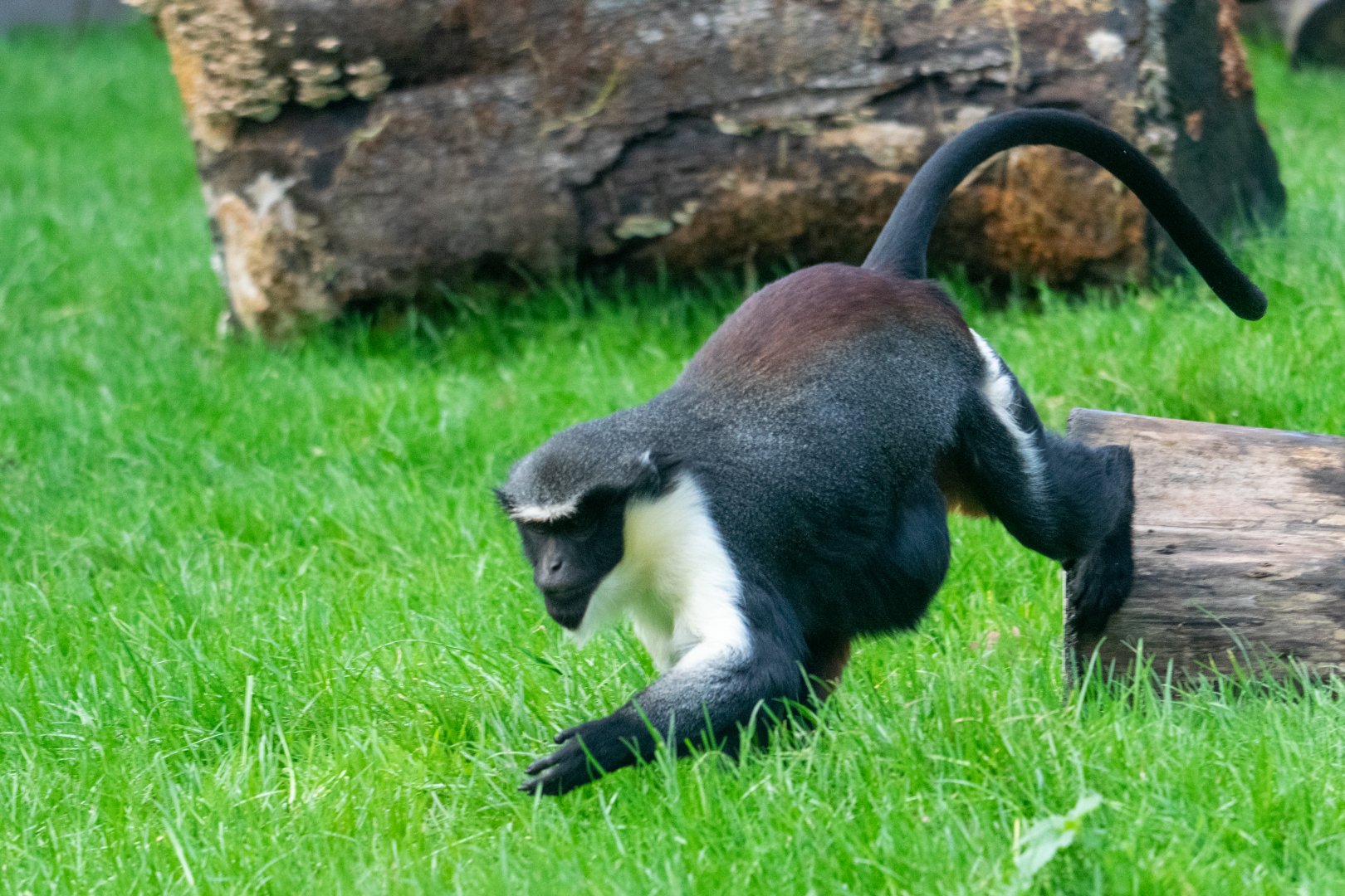 Diana Monkey