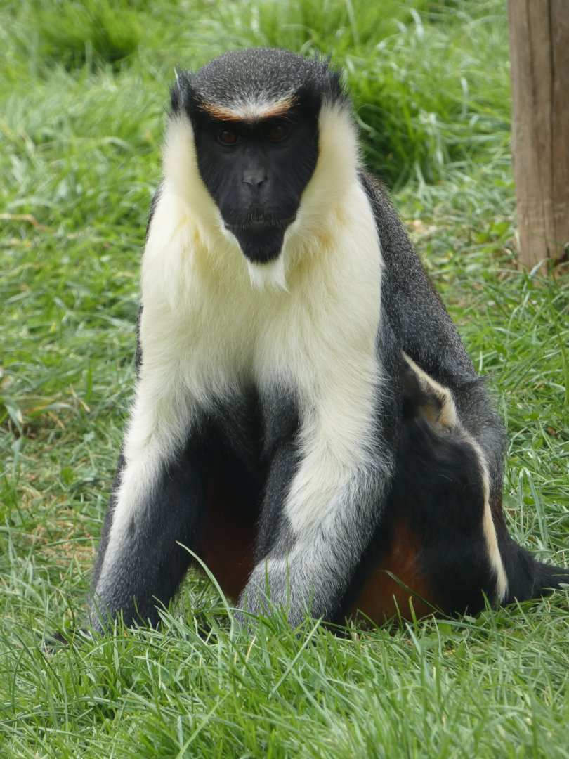 Diana monkey