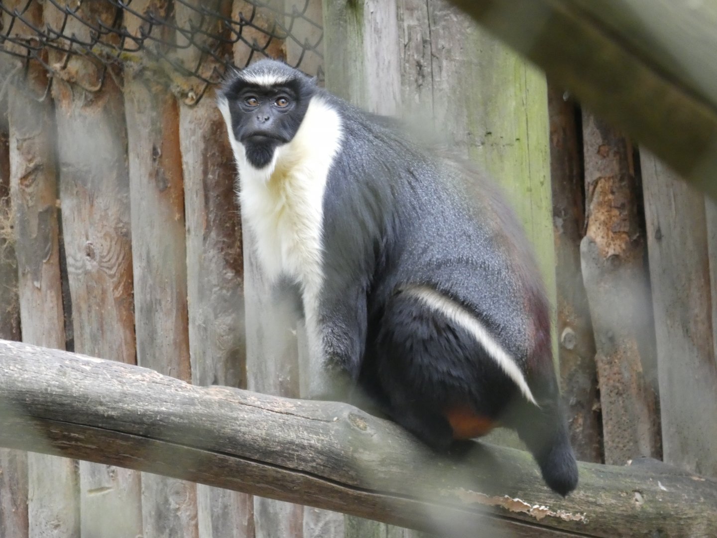 Diana monkey