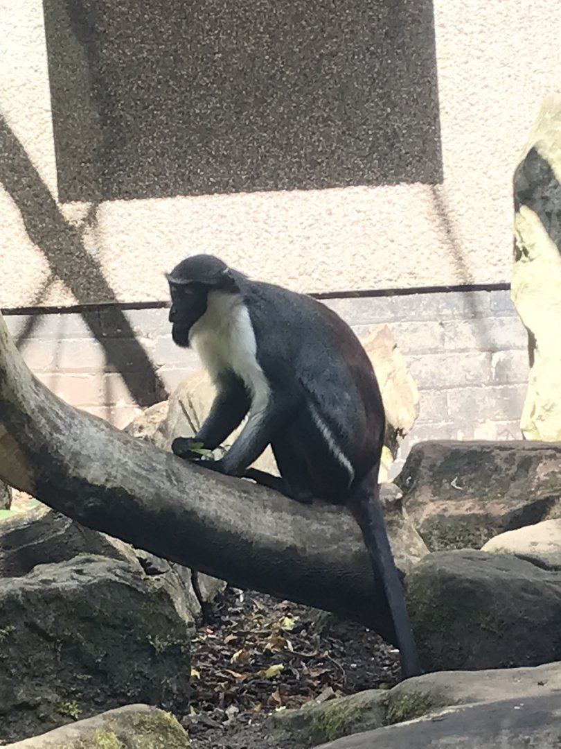 Diana monkey