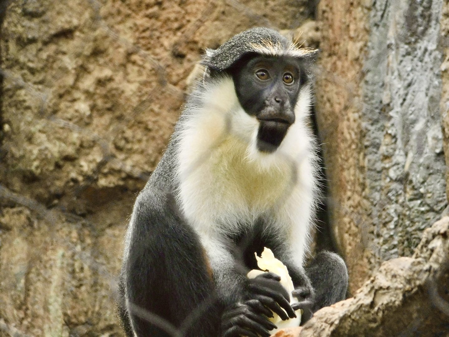 Diana Monkey