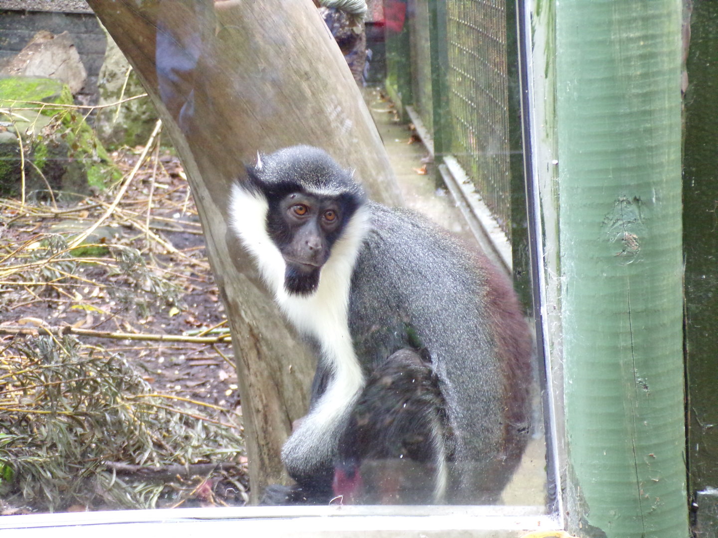 Diana monkey