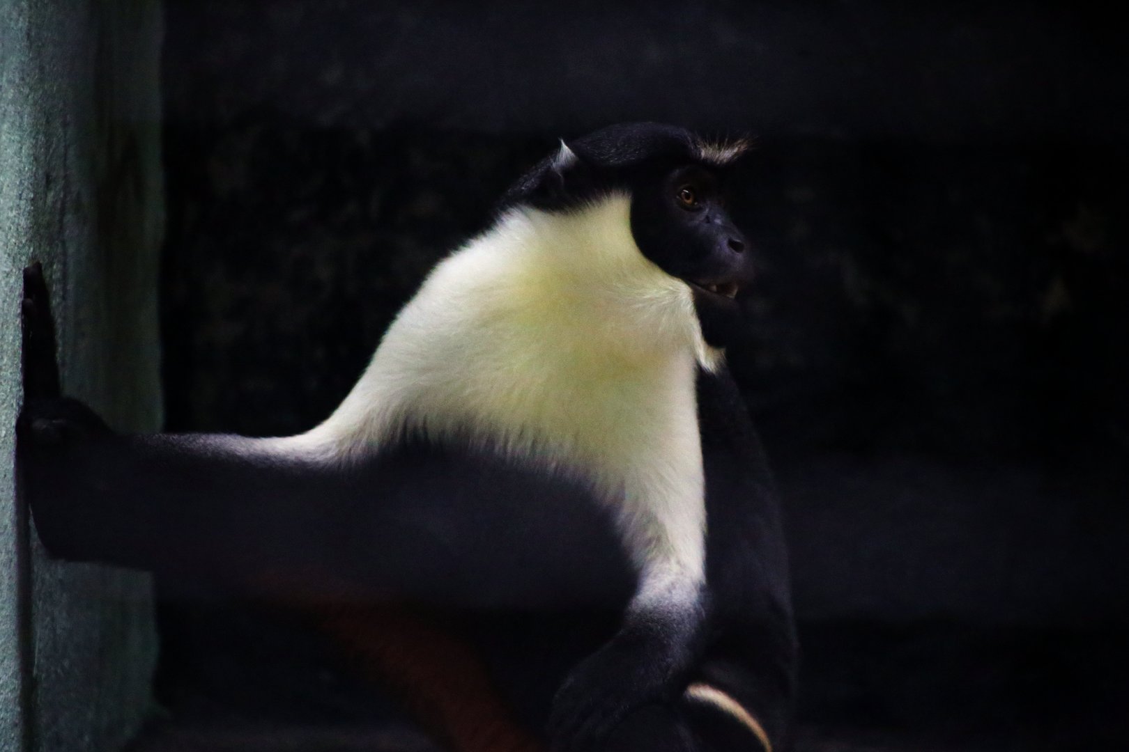 Diana Monkey
