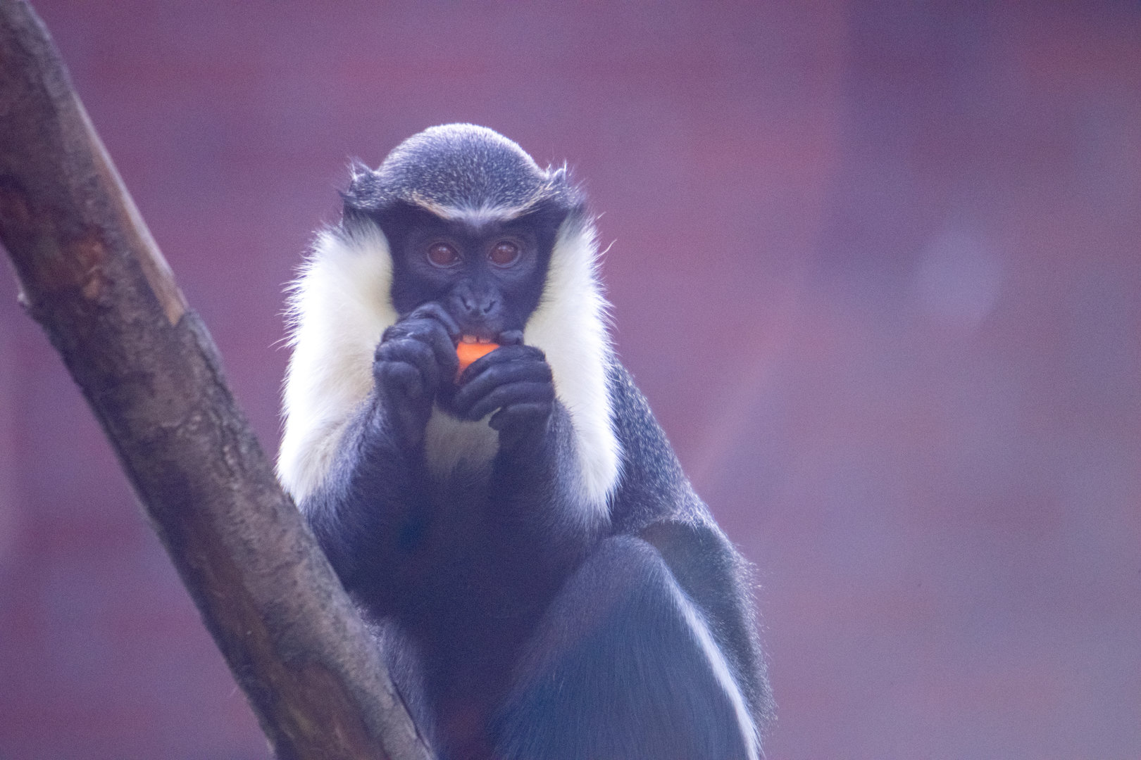 Diana Monkey