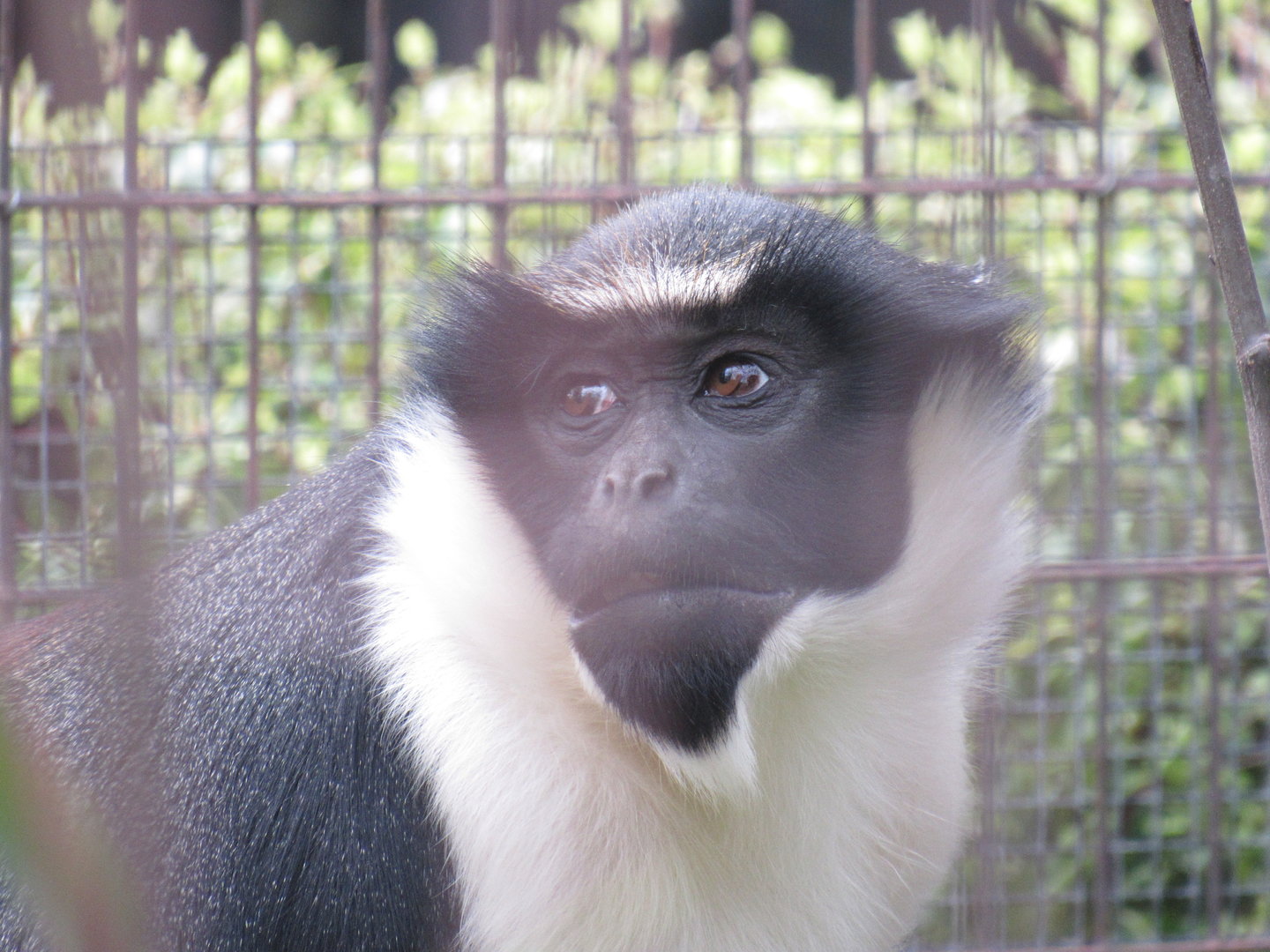 Diana Monkey
