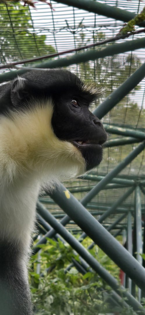 Diana monkey
