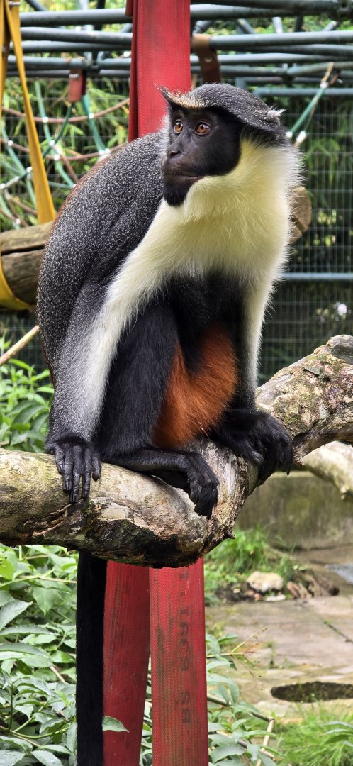 Diana monkey