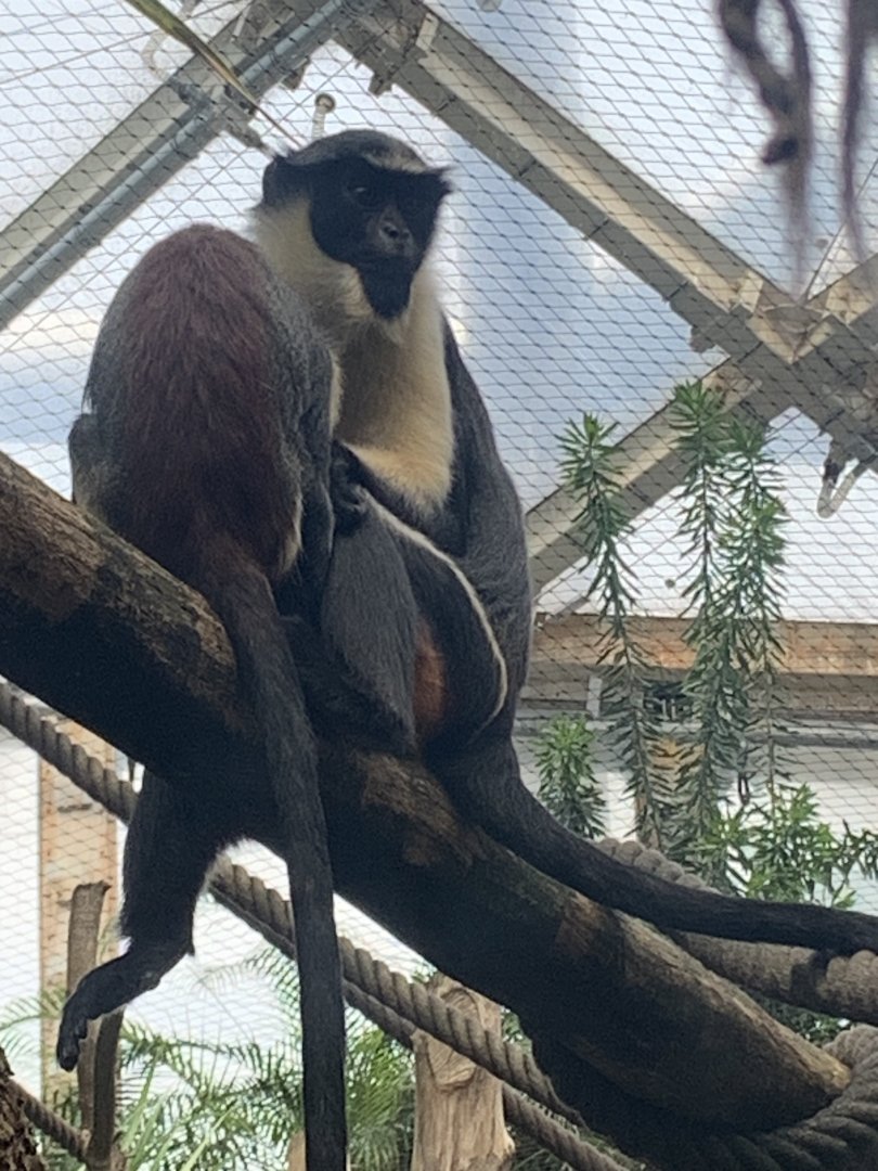 Diana monkey