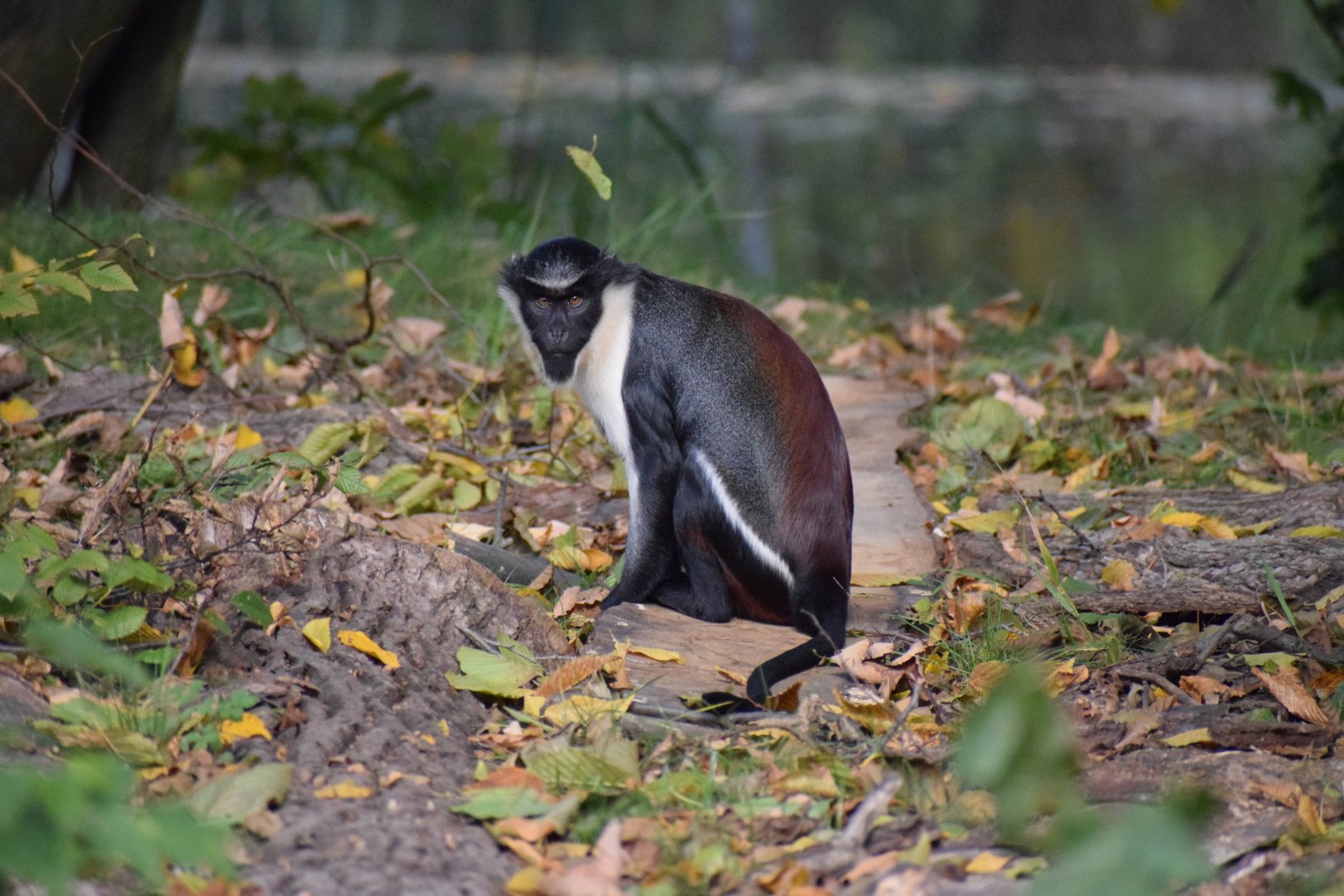 Diana monkey
