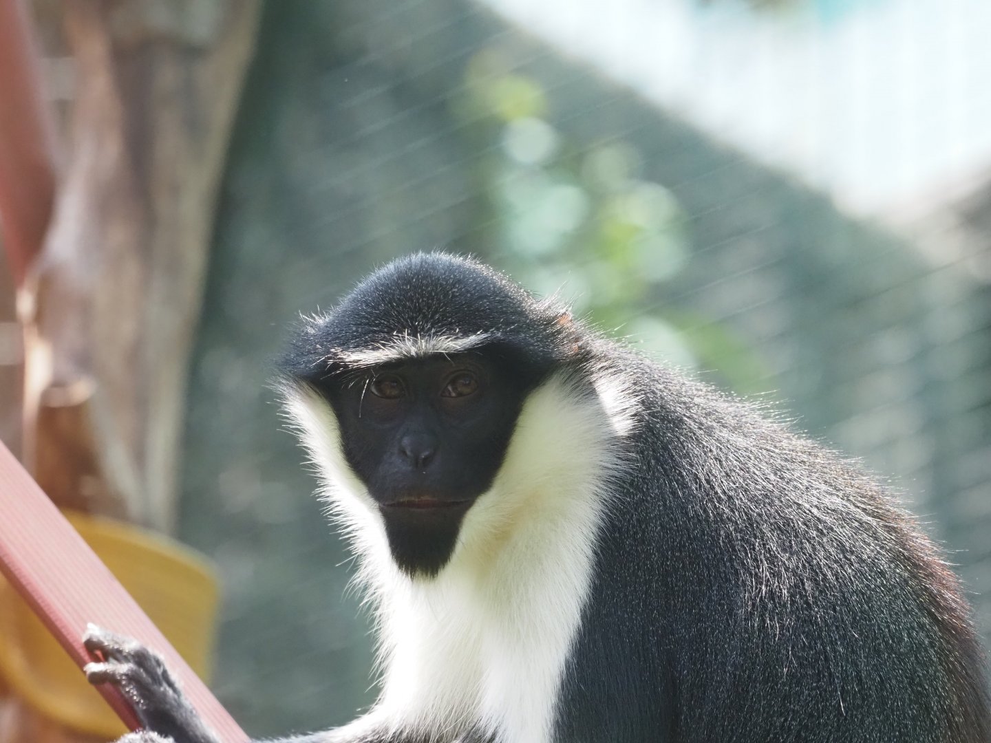 Diana Monkey