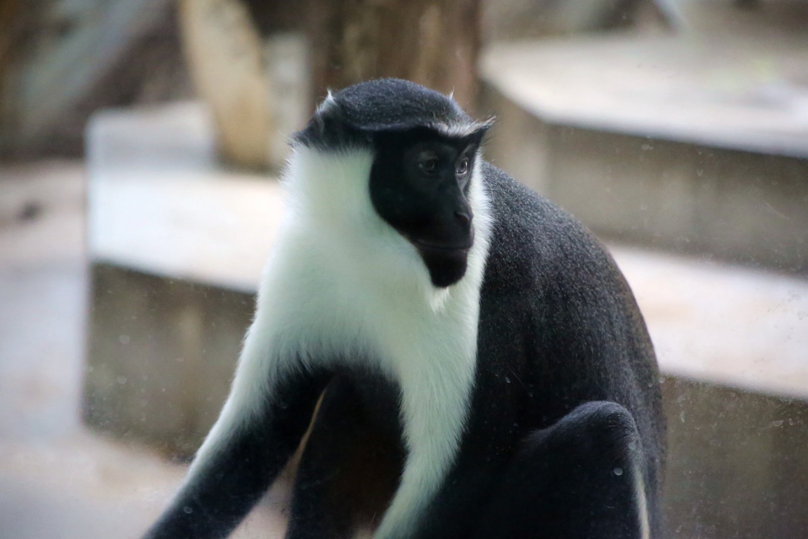 Diana Monkey