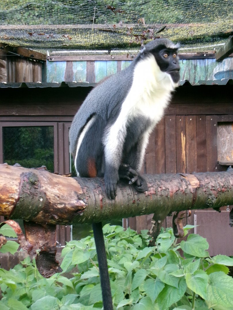 Diana monkey