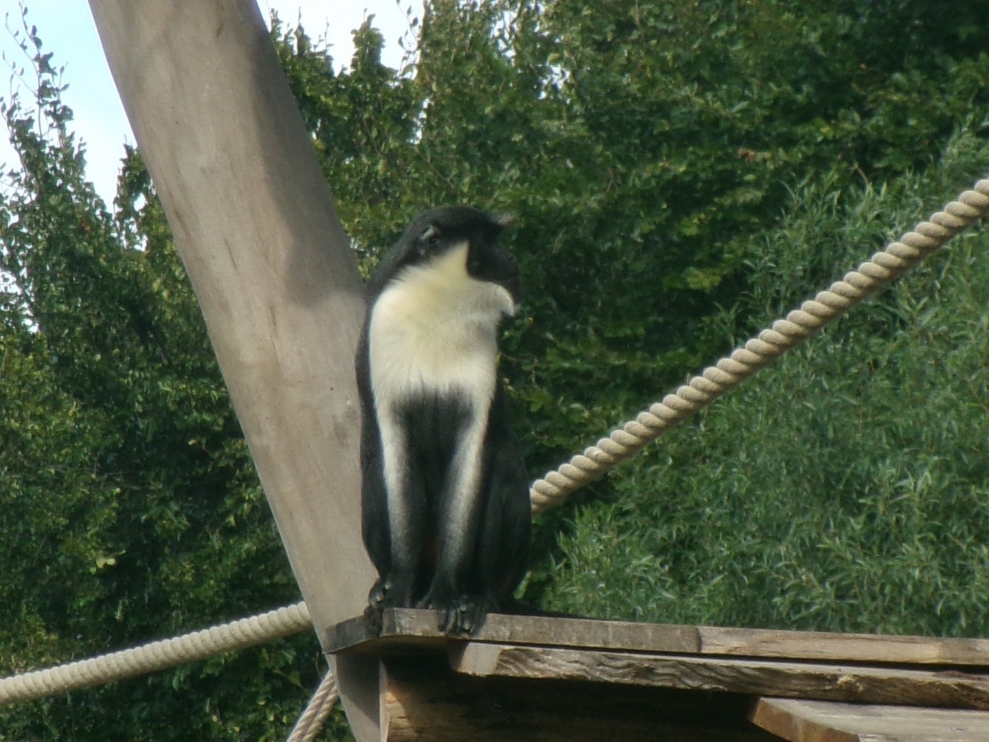 Diana monkey