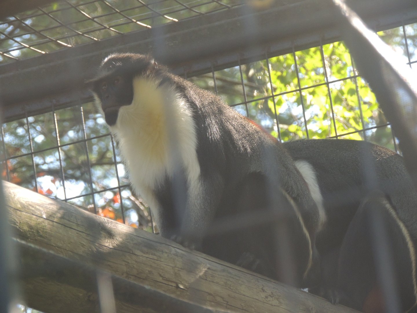 diana monkey