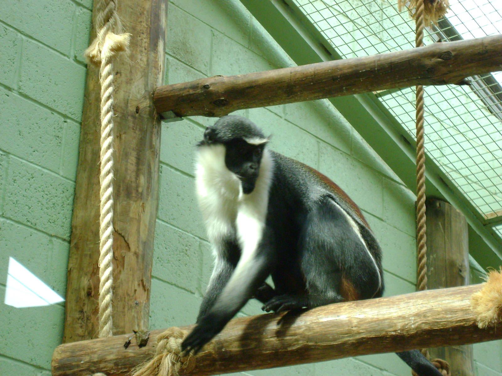 Diana monkey
